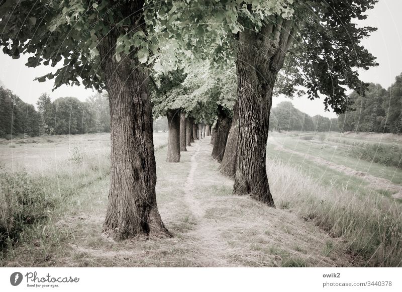 Zielführend eng Weg Bäume schmal Wege & Pfade Landschaft Natur Außenaufnahme draußen Wald ruhig Umwelt Menschenleer Farbfoto Gedeckte Farben Feldrand Allee