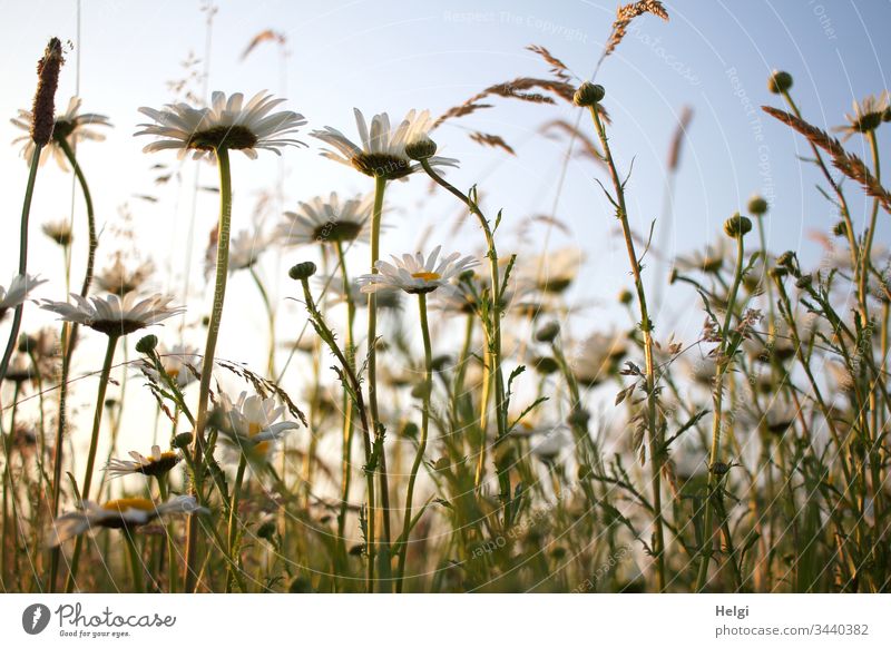 blühende Margariten im Sonnenlicht vor blauem Himmel in einer Blumenwiese aus der Froschperspektive Blüte Sommerblumen Margaritenwiese Farbfoto Außenaufnahme