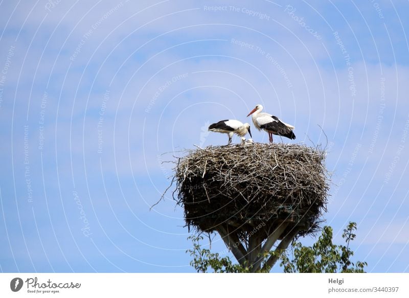 zwei Störche stehen bei schönem Wetter im Storchennest und versorgen ihre Jungen Storchenpaar Jungstorch Weißstorch Nest Horst Vogel Wildtier Tierporträt