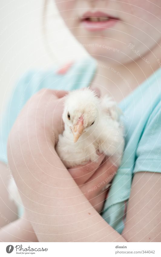 Obhut Mensch feminin Kind Mädchen Kindheit Leben 1 3-8 Jahre Natur Tier Nutztier Vogel Hühnervögel Küken berühren festhalten Umarmen kuschlig klein natürlich