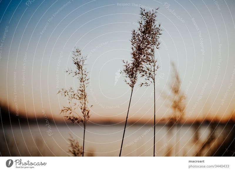 Hufeisensee am Abend Hufi wasser abendsonne abendrot schilf schilfrohr gräser frühling erholung tagebau geflutet braunkohlebau gewässer badesee landschaft natur