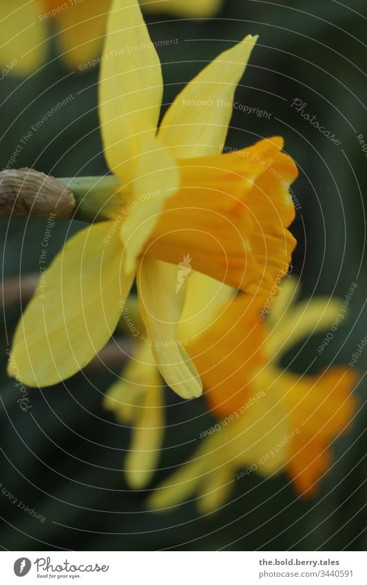 Märzenbecher Schönes Wetter Nahaufnahme natürlich Natur Wachstum Blühend Lebensfreude Fröhlichkeit frisch Blume Blüte Freundlichkeit Pflanze Frühling schön