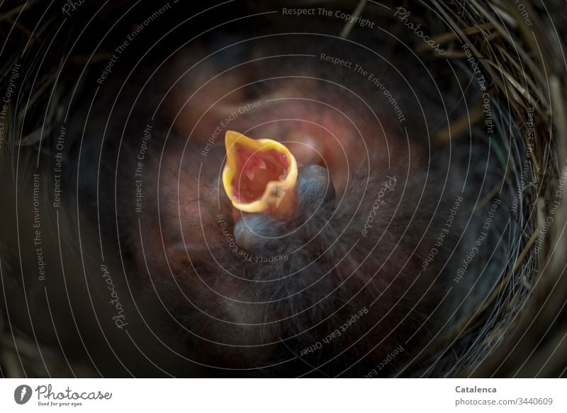 Hunger, piepst das frisch geschlüpfte  Spatzenküken und reißt den Schnabel weit auf, tiefer im Nest schlafen seine Geschwister weiter braun Tier Vogel Natur