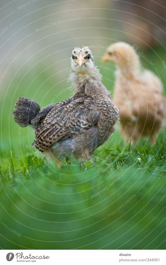 ò;ó Umwelt Natur Gras Wiese Tier Haustier Nutztier Vogel Haushuhn Küken 2 Tierjunges Blick stehen kuschlig klein natürlich Neugier niedlich Bioprodukte