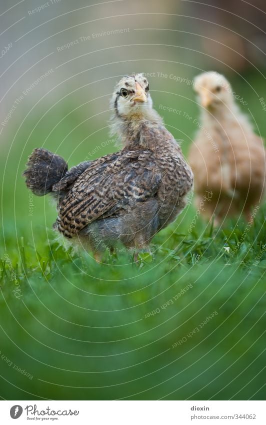 Der kritische Blick Landwirtschaft Forstwirtschaft Umwelt Natur Gras Wiese Tier Haustier Nutztier Vogel Flügel Hühnervögel Küken 2 Tierjunges stehen kuschlig