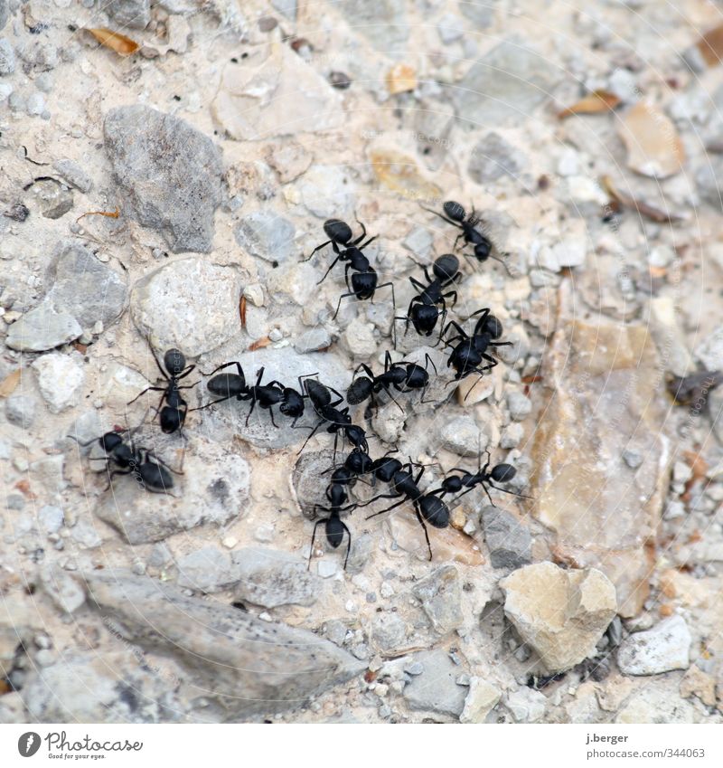 Meeting Natur Tier Wildtier Ameise Ameisenstraße Tiergruppe Arbeit & Erwerbstätigkeit krabbeln klein grau schwarz Zusammenhalt Gedeckte Farben Außenaufnahme