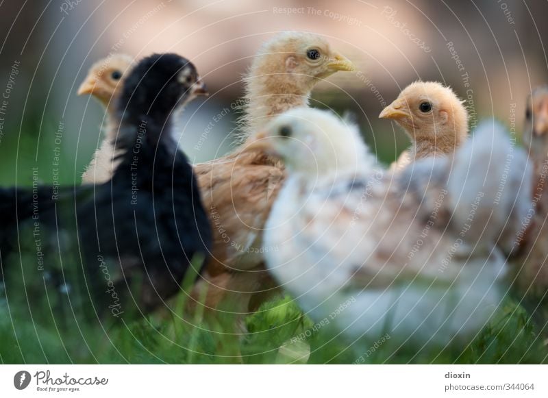 die wilden Hühnchen Landwirtschaft Forstwirtschaft Gras Wiese Tier Haustier Nutztier Vogel Tiergesicht Flügel Hühnervögel Küken Tiergruppe frei natürlich