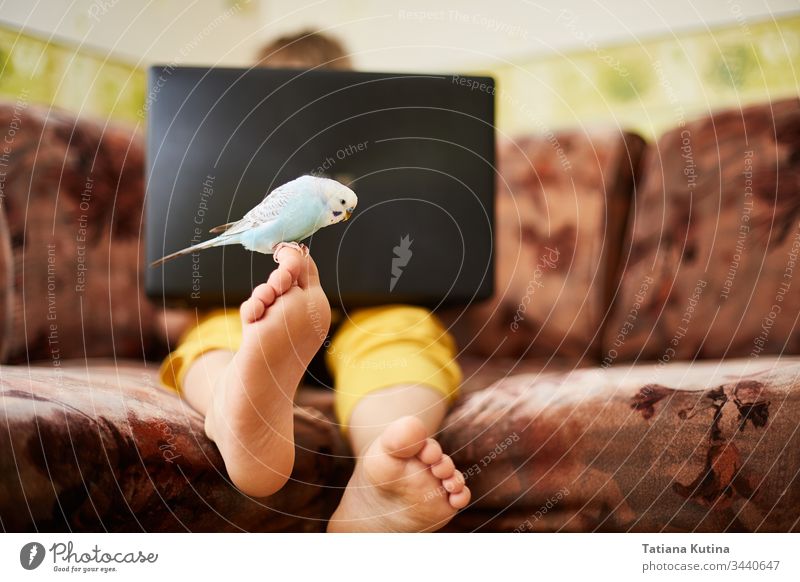 Ein blauer Wellensittich sitzt auf dem Bein eines Teenagers, der während der Quarantäne einer Coronovirusinfektion zu Hause studiert oder am Laptop spielt.