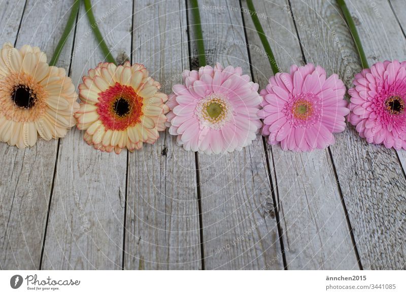 Gerbera in zarten Tönen Blüte Blüten Stängel Blume Pflanze Makroaufnahme Blühend rosa gelb rot orange Nahaufnahme Innenaufnahme Frühling Menschenleer