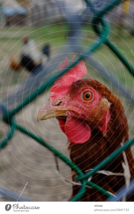 Huhn schaut durch Maschendrahtzaun Henne Zaun Außenaufnahme Farbfoto Menschenleer Tag Nutztier Natur Tier Draht Detailaufnahme Drahtzaun Nahaufnahme Metall