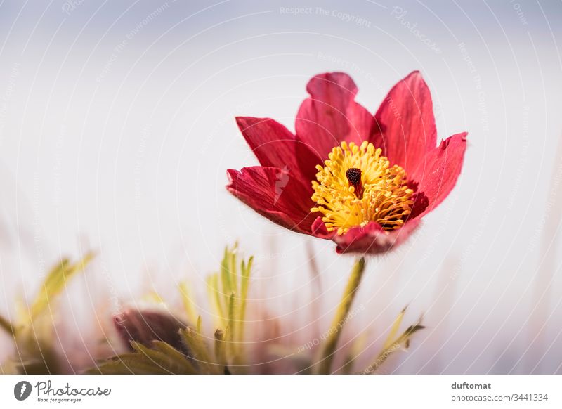 rot/gelbe Frühlingsblume (Küchenschelle, Kuhschelle) erblüht Blumen Boden Anemone Blüte Pflanze Nahaufnahme Natur Garten Außenaufnahme Blühend Makroaufnahme