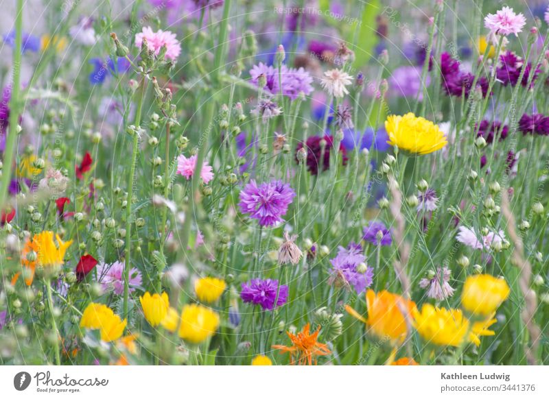 Blumenwiese Sommer Kornblumen Wiesenkräuter gelb lila purpur orange farbenfroh Blüte Pflanzen Farbfoto natürlich Natur Löwenzahn Butterblumen grün