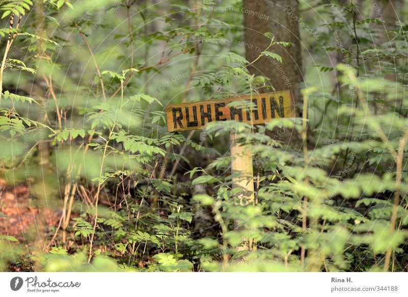 Ruhehain Umwelt Natur Landschaft Pflanze Frühling Schönes Wetter Baum Wald natürlich grün Erholung Vergänglichkeit ruhig Vorschrift Schilder & Markierungen