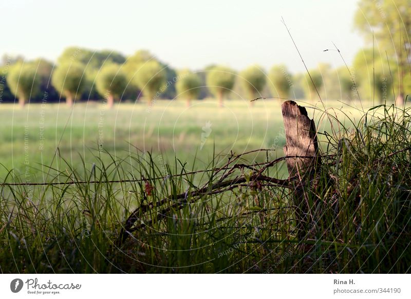 SpazierGang Umwelt Natur Landschaft Frühling Sommer Baum Gras Wiese Feld natürlich grün Zufriedenheit Lebensfreude Horizont Zaun Pfosten ruhig Farbfoto