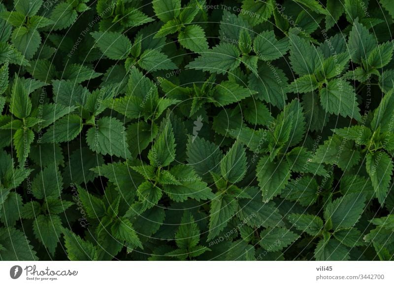 Hintergrund von frischen grünen Brennnessel- oder Urtica-Blättern im Garten Nessel Detailaufnahme Entwicklung Essen Lebensmittel Wachstum Gesundheit Kraut Blatt