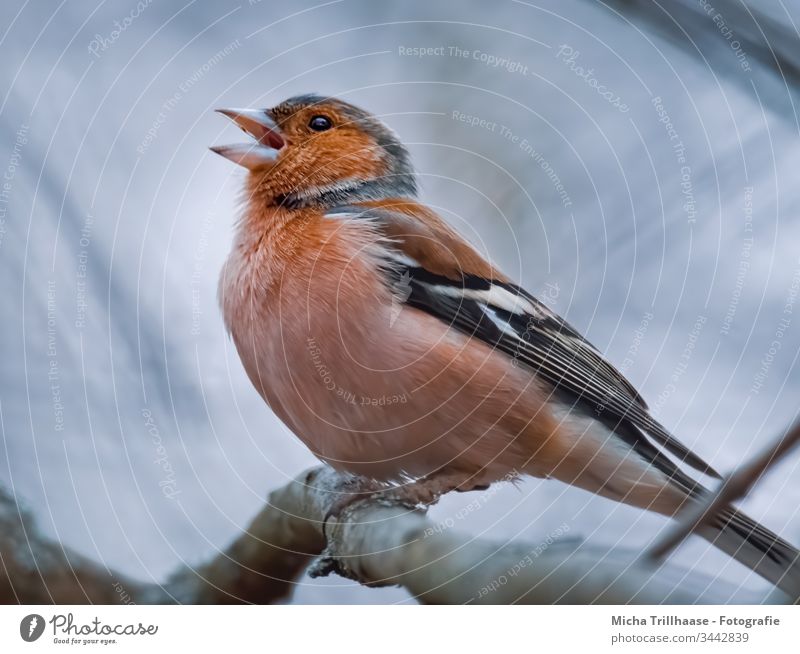 Singender Buchfink Fink Fringilla coelebs Kopf Schnabel Tiergesicht Flügel Krallen Auge Vogel Wildtier Feder Zweige u. Äste Farbfoto Außenaufnahme Nahaufnahme