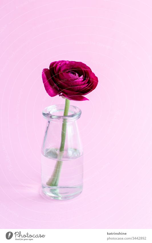 Frühlingskomposition mit einer dunkelroten Blume im Glasgefäß Ranunculus Wasser romantisch rosa hellrosa Pastell weiche Farbe abschließen Konzept kreativ Tag