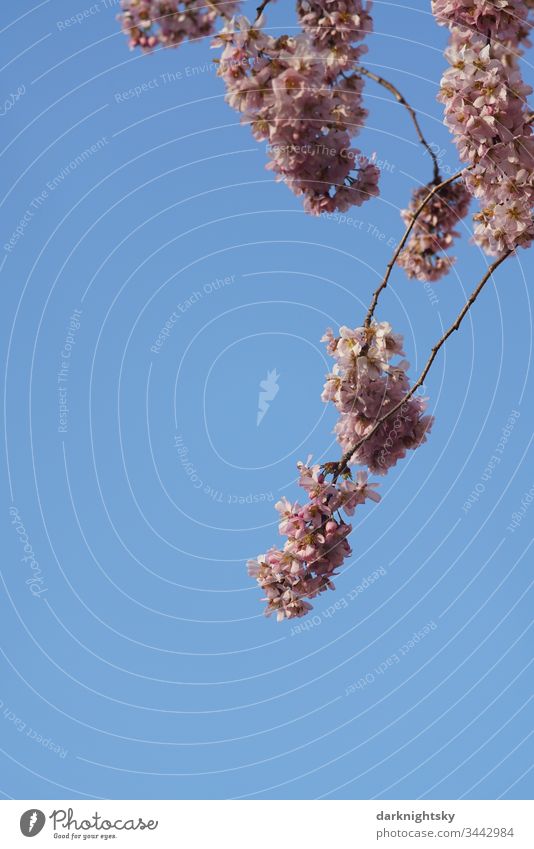 Sakura Detail Prunus serrulata Kanzan Kirschblüten Frühling rosa Blüte Farbfoto Baum Kirschbaum Natur Menschenleer Frühlingsgefühle blau Duft Himmel