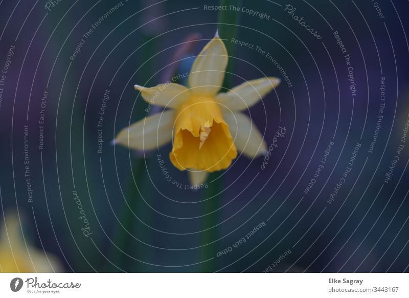 Narzissen Blüte Blumen Frühling Frühlingserwachen Gelbe Narzisse Pflanze Außenaufnahme