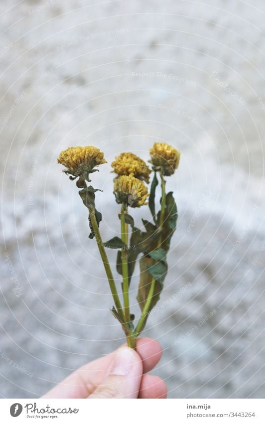 Danke für die Blumen... Trockenblum Trockenblumen gelb verwelken Vergänglichkeit vertrocknet Blüten Pflanzen Pflanzenschutz Pflanzenschädlinge Farbfoto Natur