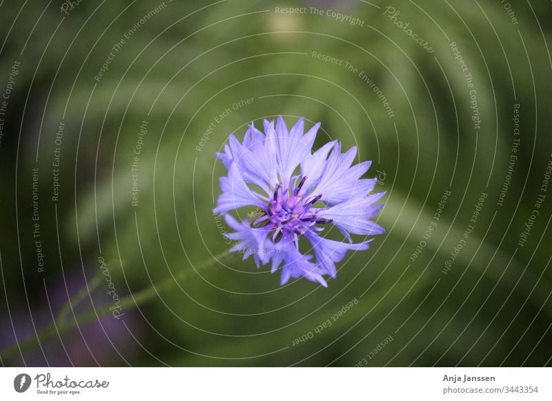 Blaue Kornblume mit grünem Hintergrund blau Blume Nahaufnahme Makro Sommer Garten Blüte Zyane