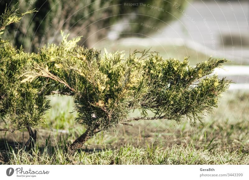 kleiner grüner Baum aus nächster Nähe Herbst Hintergrund Ast Klima abschließen Farbe Tag Immergrün Flora frisch Garten Blatt Blätter lendscape natürlich Natur