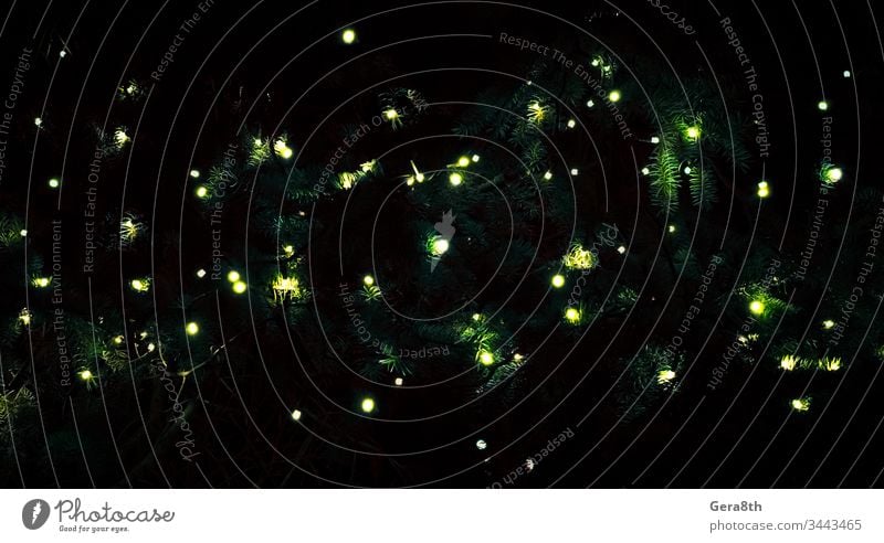 kleine Lampen in den Fichtenzweigen im Dunkeln abstrakt Hintergrund schwarz Unschärfe verschwommen Ast hell Farbe dunkel Dunkelheit Dekor