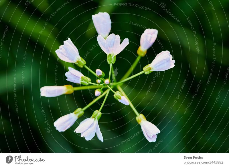 Wiesenschaumkraut als Nahaufnahme im milden Sonnenlicht wiesenkuckucksblume blüte pflanze grün gras nahaufnahme wiesenblume warme farben wild pastell wildblume