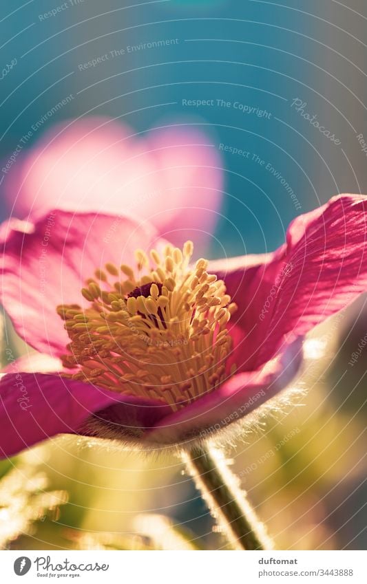 rot/gelbe Frühlingsblume (Küchenschelle, Kuhschelle) erblüht, Makro Blumen Boden Blüte Pflanze Nahaufnahme Natur Garten Außenaufnahme Blühend Makroaufnahme