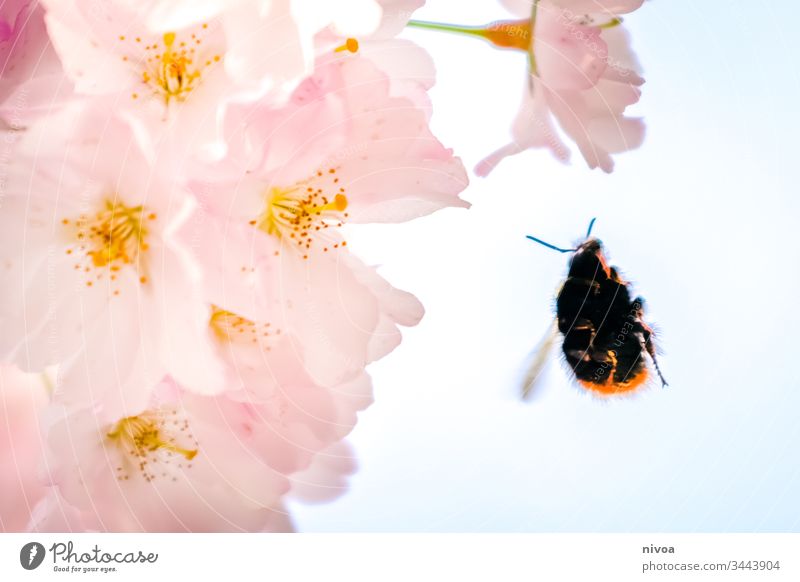 Hummel im Anflug auf Kirschblüte Kirschblüten kirschblütenbaum Hummelflug Blume Natur Insekt Makroaufnahme Pflanze Biene Blüte Farbfoto Außenaufnahme fliegen