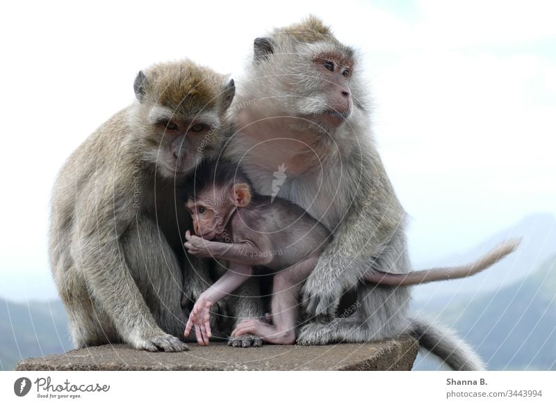 Affenfamilie Mauritius Affenbaby Tier Tiere Natur Farbfoto Säugetier Außenaufnahme niedlich Porträt Tierporträt Tierwelt Menschenaffen Afrika Primatenweibchen