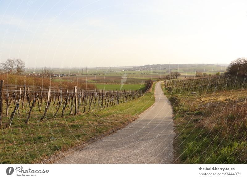 Weg durch die Weingärten im Frühling Landschaft Weingarten Weinstock Weinstöcke Farbfoto Natur Außenaufnahme Pflanze Tag natürlich grün Gras Menschenleer Wiese