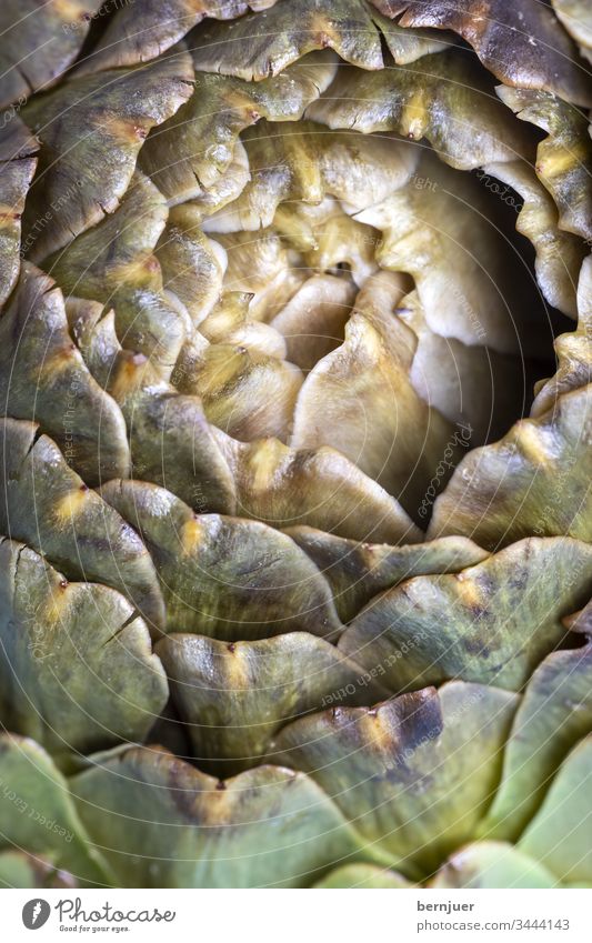 gekochte Artischocke auf einem blauen Teller Nahaufnahme Muster Design Natur essen frisch fraktal fibonacci mariniert servieren Italienisch Essen gesund