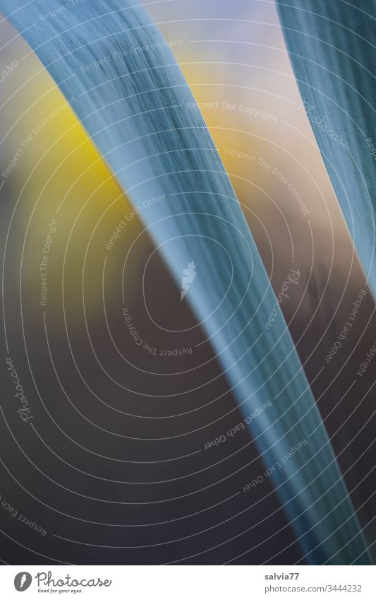 schmales, blaugrünes Blatt, diagonal vor braun-gelbem Hintergrund Formen und Strukturen Natur Farbfoto Strukturen & Formen Detailaufnahme Menschenleer