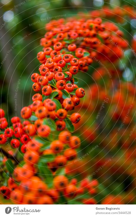 Winterbeerenbaum rot grün Natur Baum farbenfroh saisonbedingt Blatt Stechpalme Pflanze Zweig Feiertag Saison Ast Farbe Beeren Dekoration & Verzierung Design