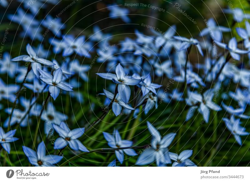 Blühender Knoblauch Pfanze Blume blühen Garten