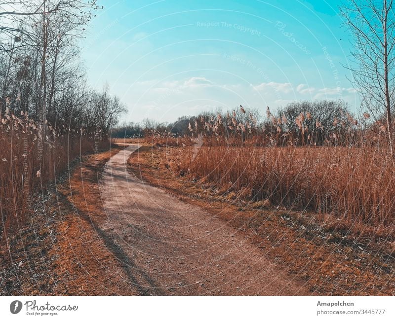 Weg im Feld Wege & Pfade Straße See Seeküste Wald Ostern Radfahren Waldrand Waldspaziergang wandern Schilfrohr Spaziergang gehen Winter Frühling Frühlingstag