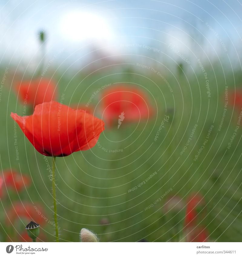 Immer wieder Mohntags ..... Umwelt Natur Pflanze Wiese Blühend rot grün Mohnkapsel Schwache Tiefenschärfe Farbfoto Außenaufnahme Textfreiraum oben