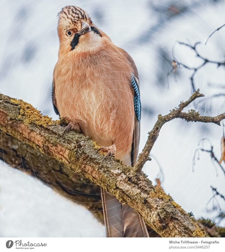 Skeptisch blickender Eichelhäher Garrulus glandarius Vogel Tiergesicht Flügel Feder Kopf Schnabel Krallen Auge gefiedert Blick Neugier Baum Zweige u. Äste