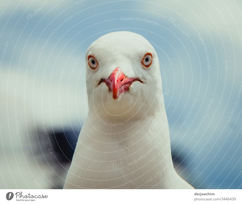 Möve schaut mit großen Augen und  rotem Schnabel in die Kamera Möwe weiß Freiheit Vogel Natur Sommer Luft Tier Farbfoto Menschenleer Außenaufnahme Wildtier