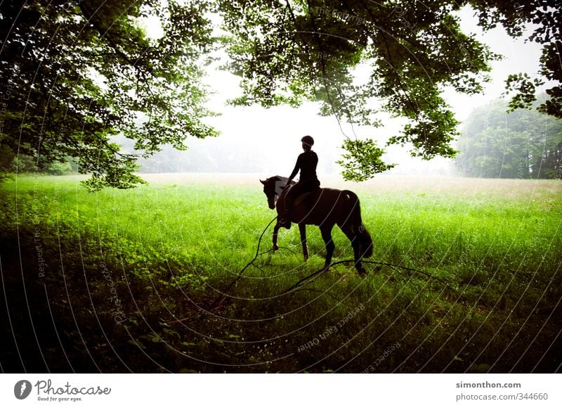 Reiten Jagd Reitsport Natur Wiese Feld Wald Pferd 1 Tier Abenteuer Zufriedenheit Bewegung Duft Erholung erleben Ferien & Urlaub & Reisen Freizeit & Hobby Freude