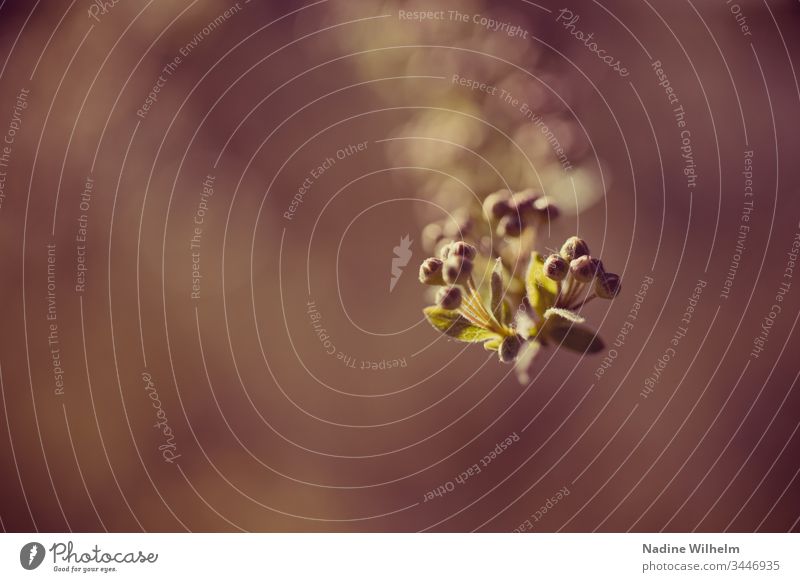 Der Frühling steht vor der Tür Pflanze Strauch Natur Außenaufnahme Nahaufnahme Farbfoto grün Makroaufnahme Tag Detailaufnahme Schwache Tiefenschärfe natürlich