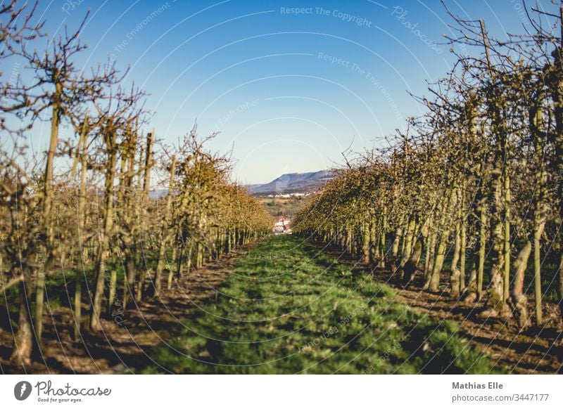 Obstbaumplantage Natur Pflanze Farbfoto grün Himmel Außenaufnahme Schönes Wetter Baum blau Gedeckte Farben Apfelbaum Frühlingsgefühle Froschperspektive Umwelt