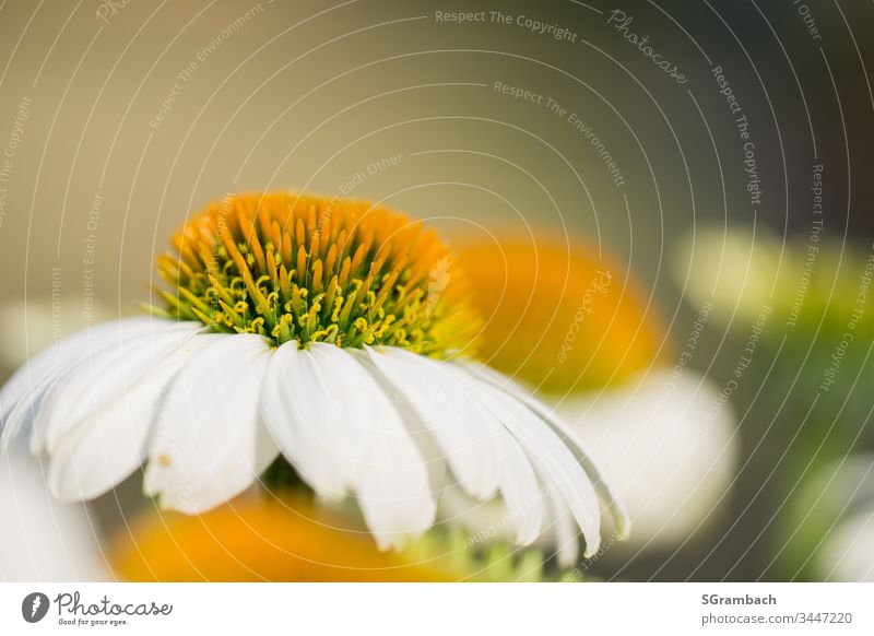 Echinacea weiß/gelb Blume Pflanze Sonnenhut Blüte Garten Sommer natürlich schön Natur Nahaufnahme Makroaufnahme Detailaufnahme Schwache Tiefenschärfe