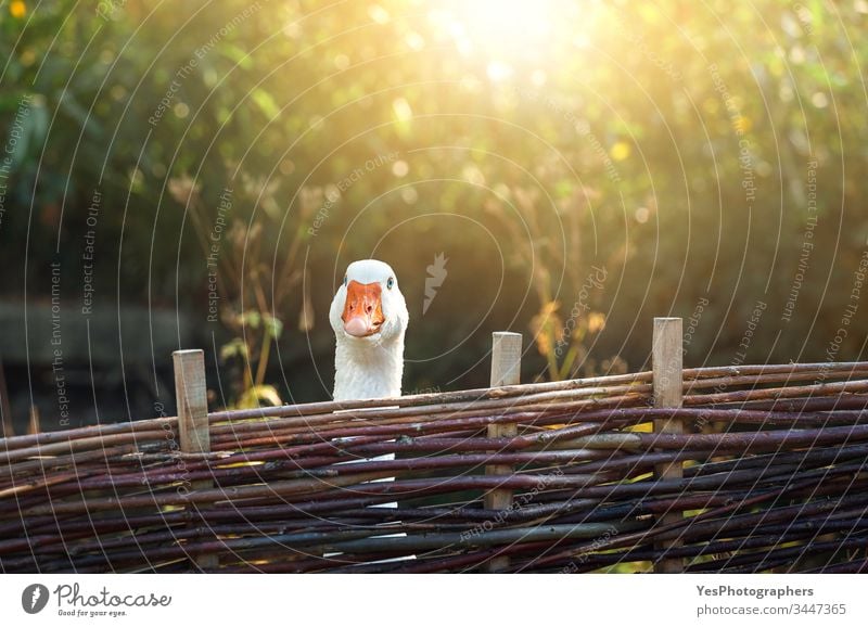 Eine Gans hinter dem Hofzaun an einem sonnigen Tag Tiere Vögel farbenfroh Landschaft Neugier neugierig niedlich Haustiere Ackerland Feder Zaun Geflügel lustig