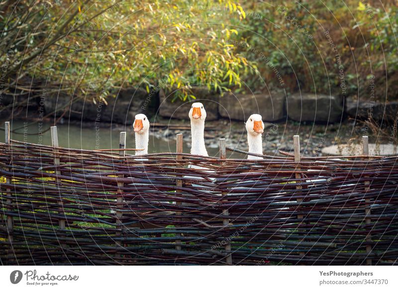 Drei lustige Gänse hinter einem rustikalen Zaun Tiere Vögel Hausgans Bauernhof Federvieh Team Trio Triplett Einheit Wächterin Frühling Sommer Flechtzaun