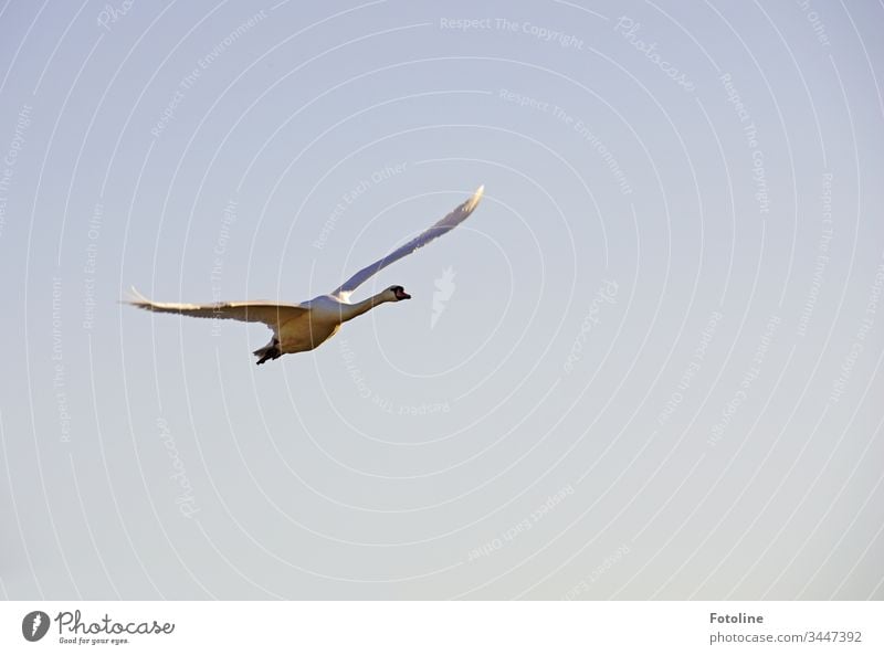 Schwan mit ausgebreiteten Schwingen im Landeanflug Tier Vogel weiß Feder Schnabel schön Hals elegant ästhetisch Stolz Außenaufnahme Farbfoto Natur 1 Wildtier