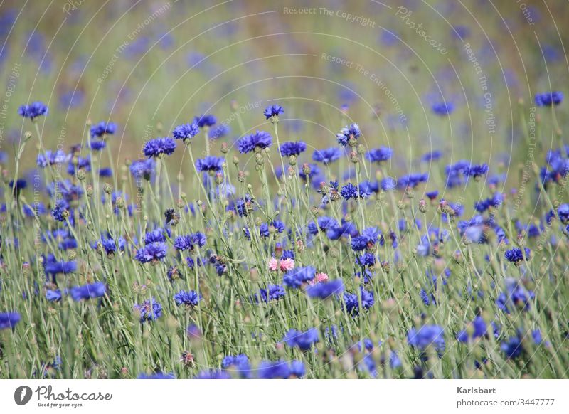 Spätsommer Sommer Blumen Kornblume Kornblumenfeld Natur Naturschutz Blühend Blumenwiese Feld Blüte Umwelt Außenaufnahme Wiese Pflanze Garten Wildpflanze grün