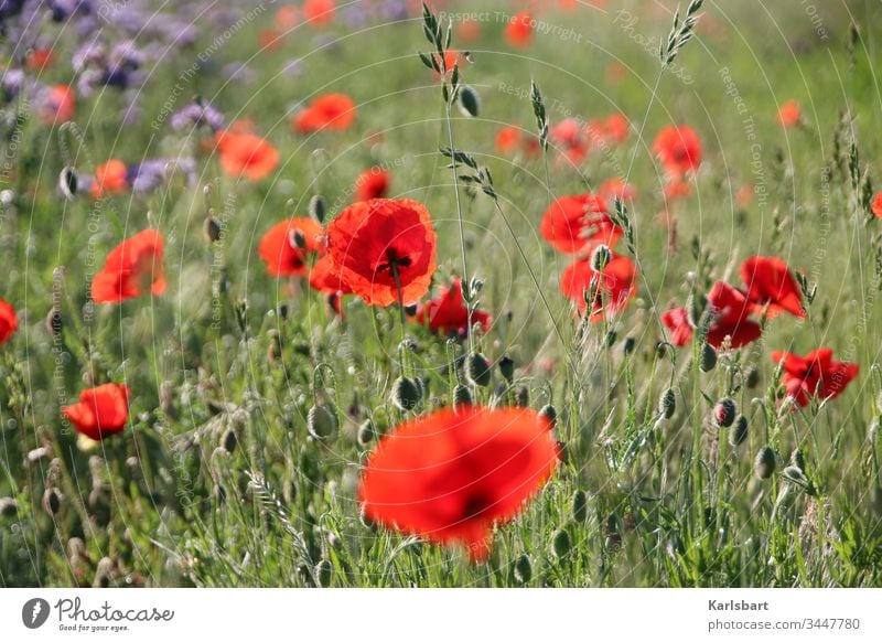 Mohntag Klatschmohn Blumenwiese Wiese Frühling Sommer Blüte grün Pflanze Mohnfeld Landschaft Natur Idylle Flora Umwelt Garten Feld Blühend