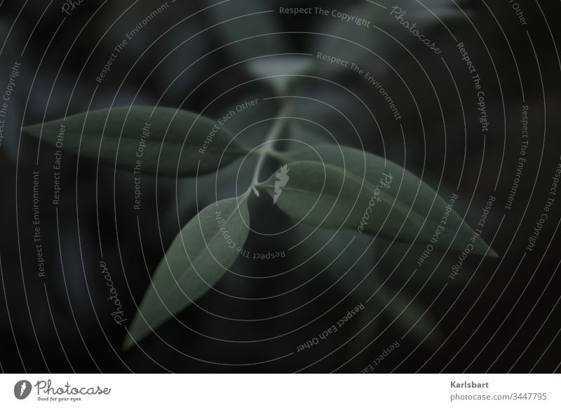 Stille Umwelt Blatt Blattgrün bio Biologie Botanik botanisch Pflanze Natur Garten Wachstum Flora Ökologie organisch im Freien frisch Leben nachhaltig